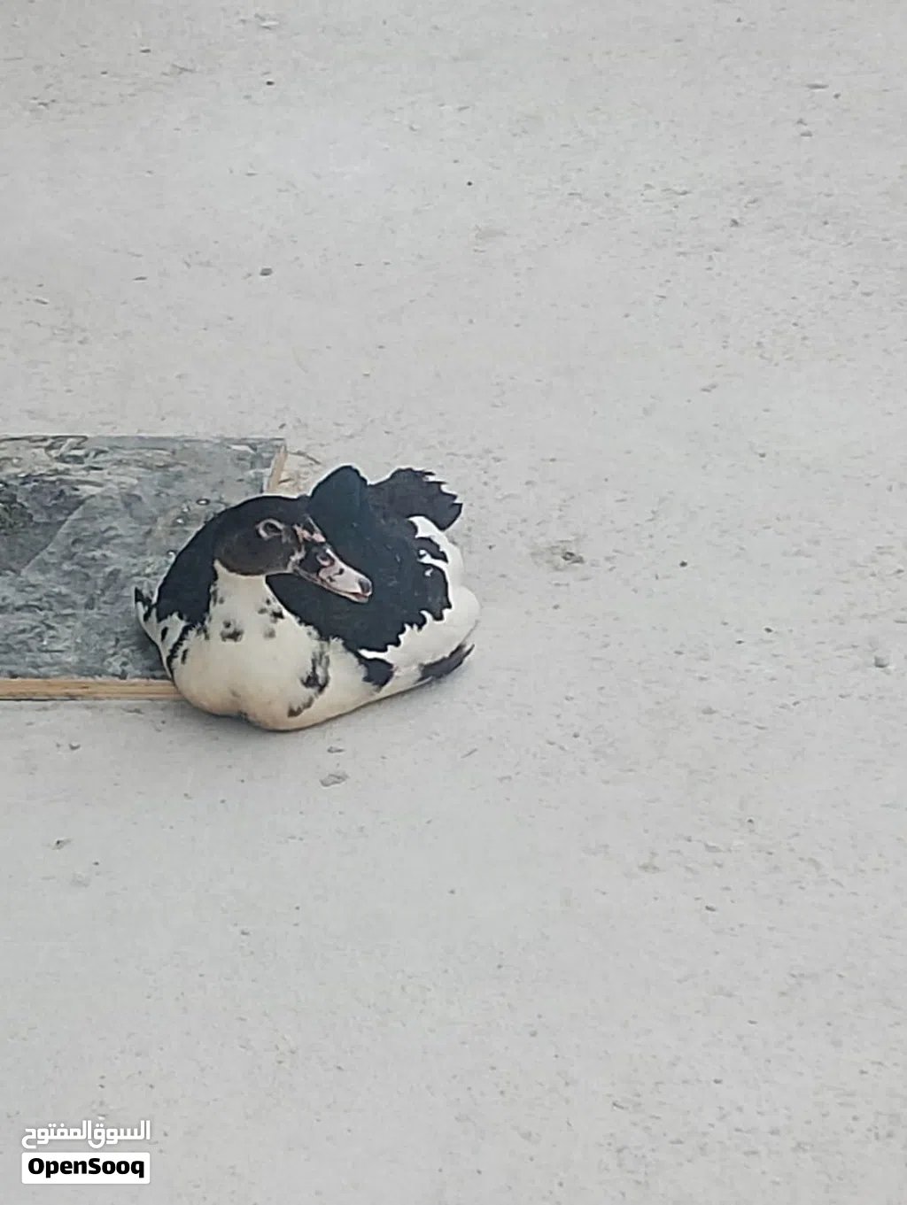 Muscovy duck 5pis