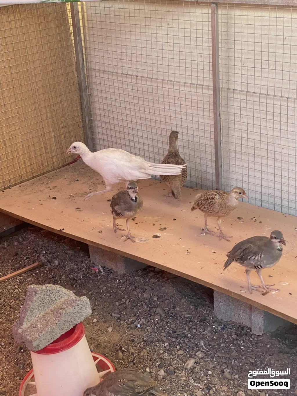 للبيع فزن وحجل وصفارد وسمان تكساس