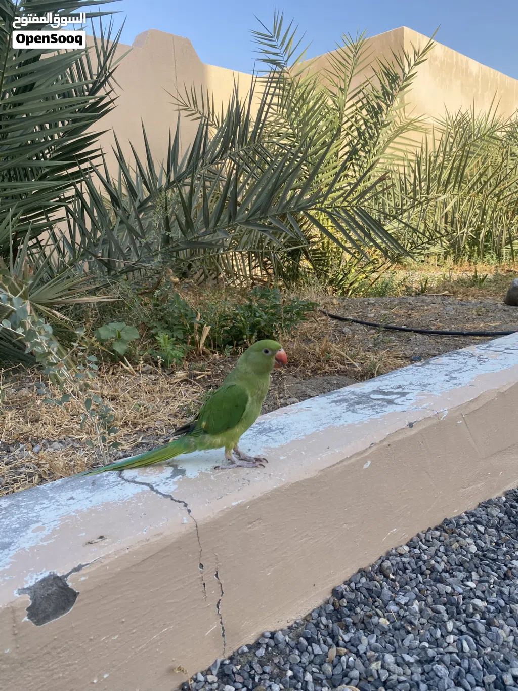 للبيع ببغاء عمانيه