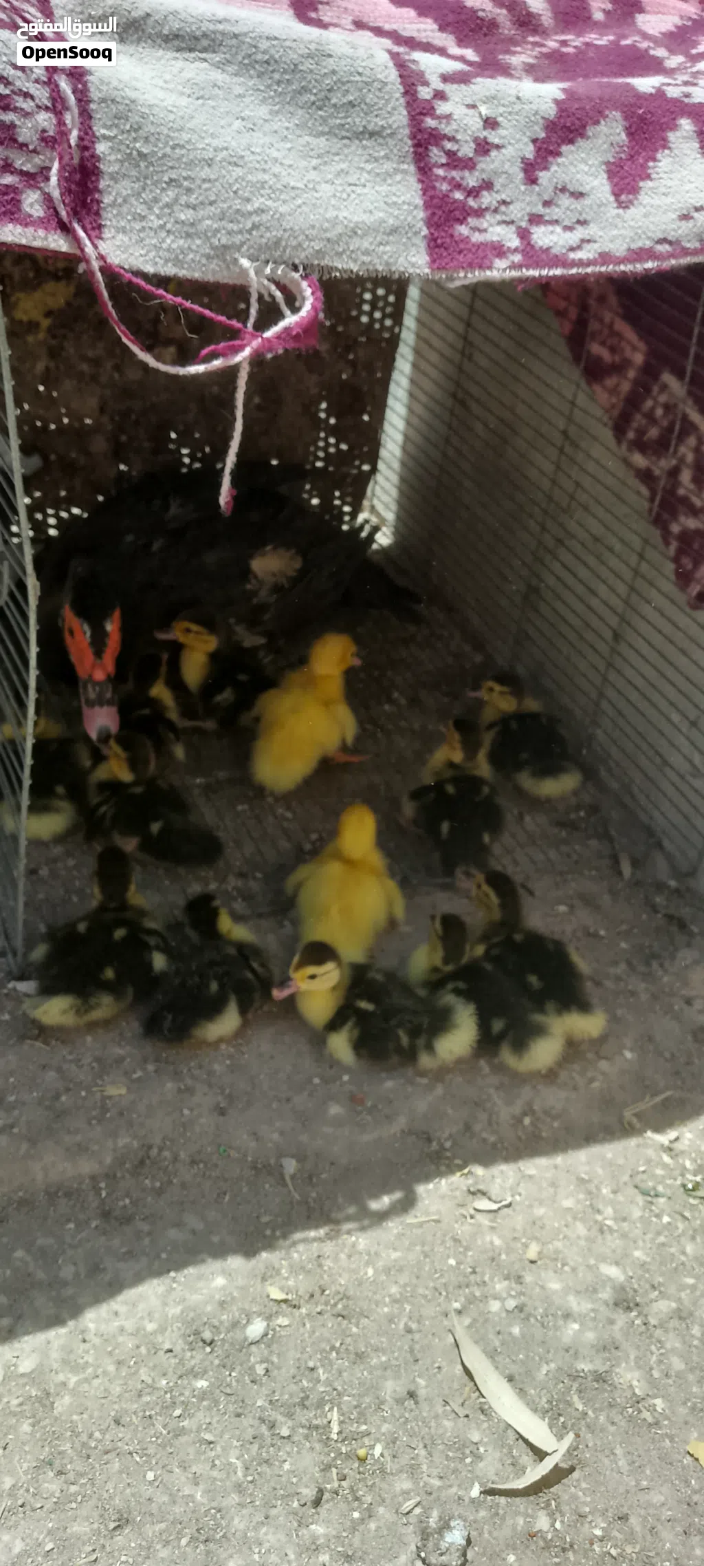 بطه مع فراخها