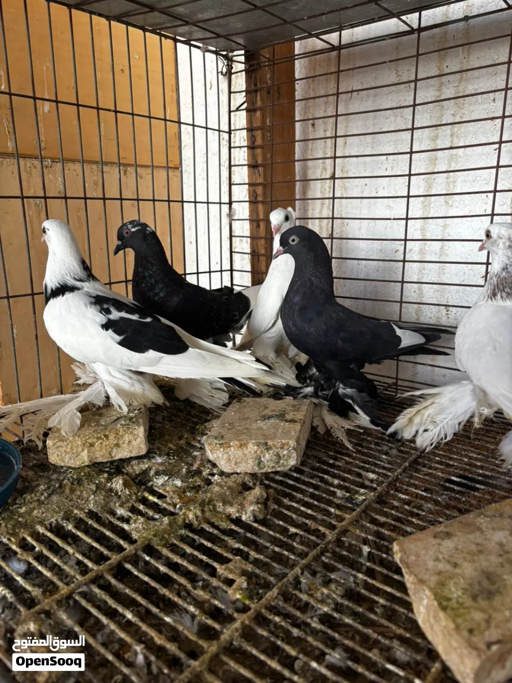 موجود سبعه ذكور هزاز