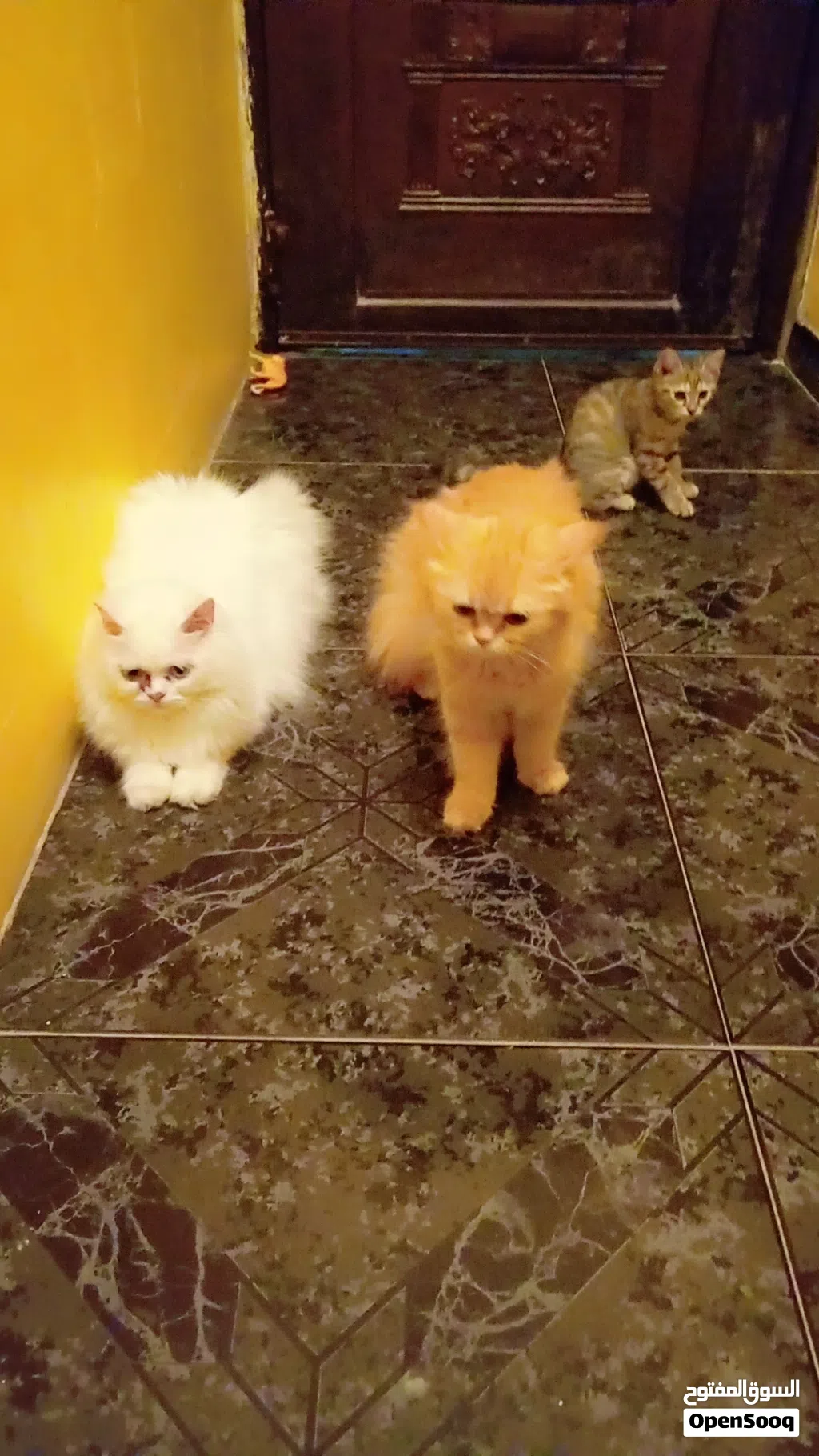 Free Adoption – Female, Male Cat & Kitten