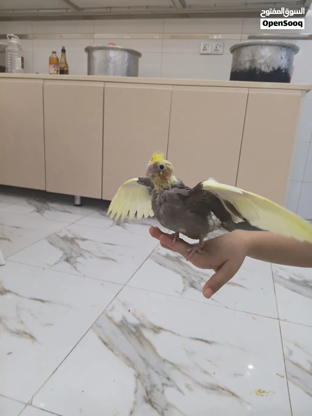 كوكتيل بقري عمره شهرين انتاجي مال بيت لعوب وياكل ونضيف حلو نشيط اقره وصف