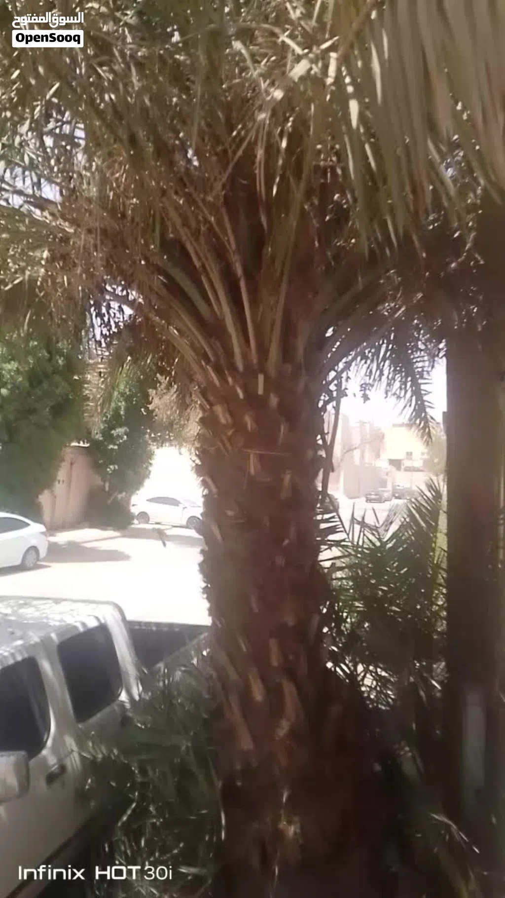 نخله من النوع سلج الطول من 5 م الى 6 م للبيع