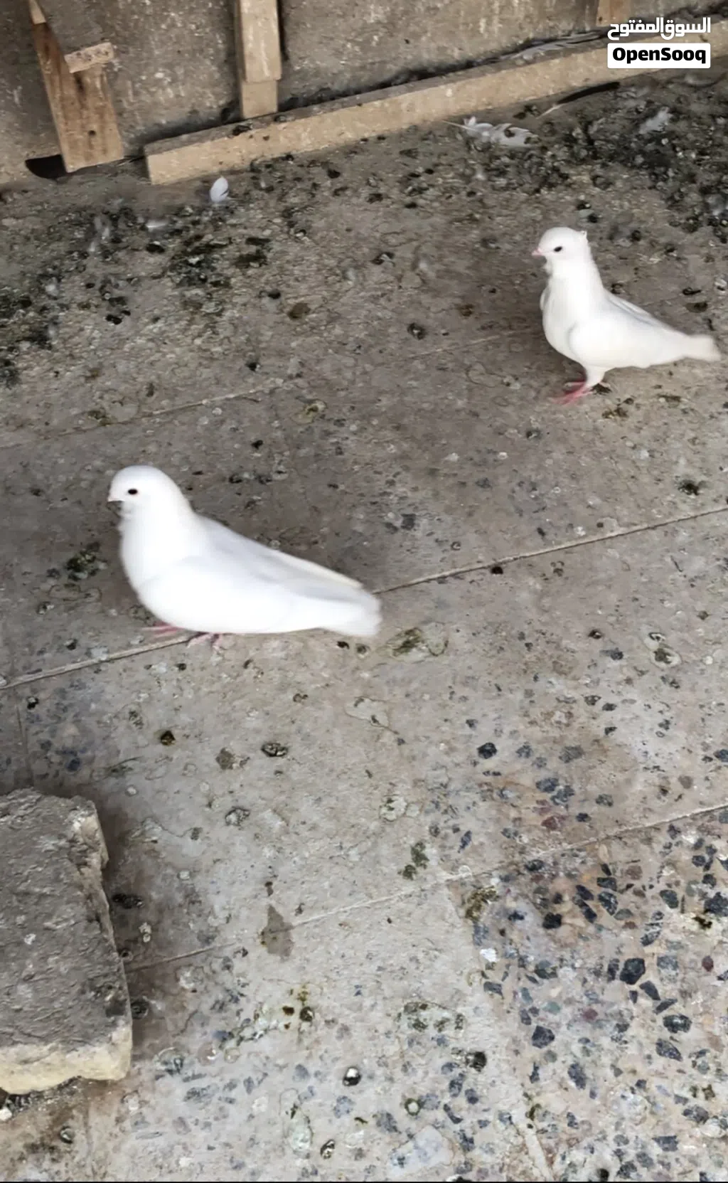 حمام ارافل ودشش