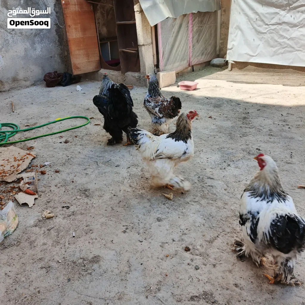 دجاج براهمه