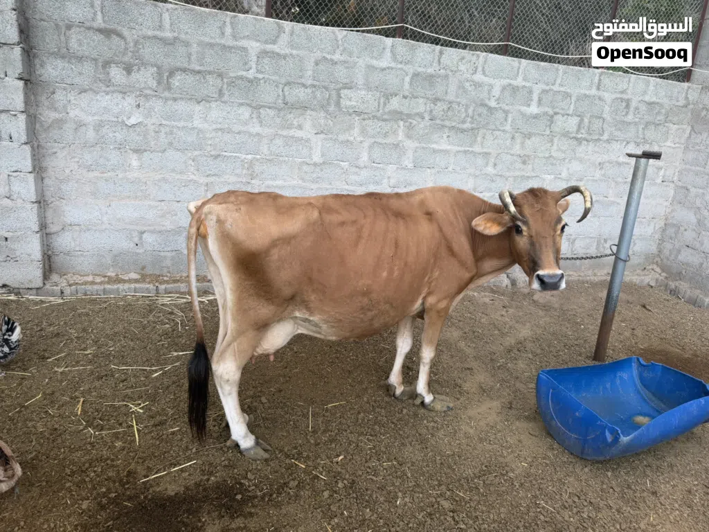 بقره جرسيه م شالله ف حليب ودهن