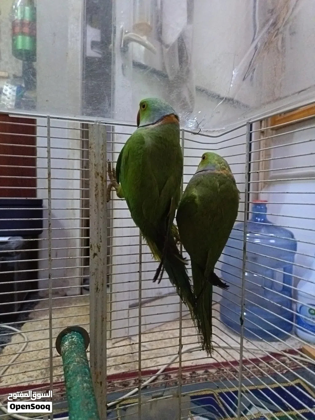 Both are very active and the color is a nice green.