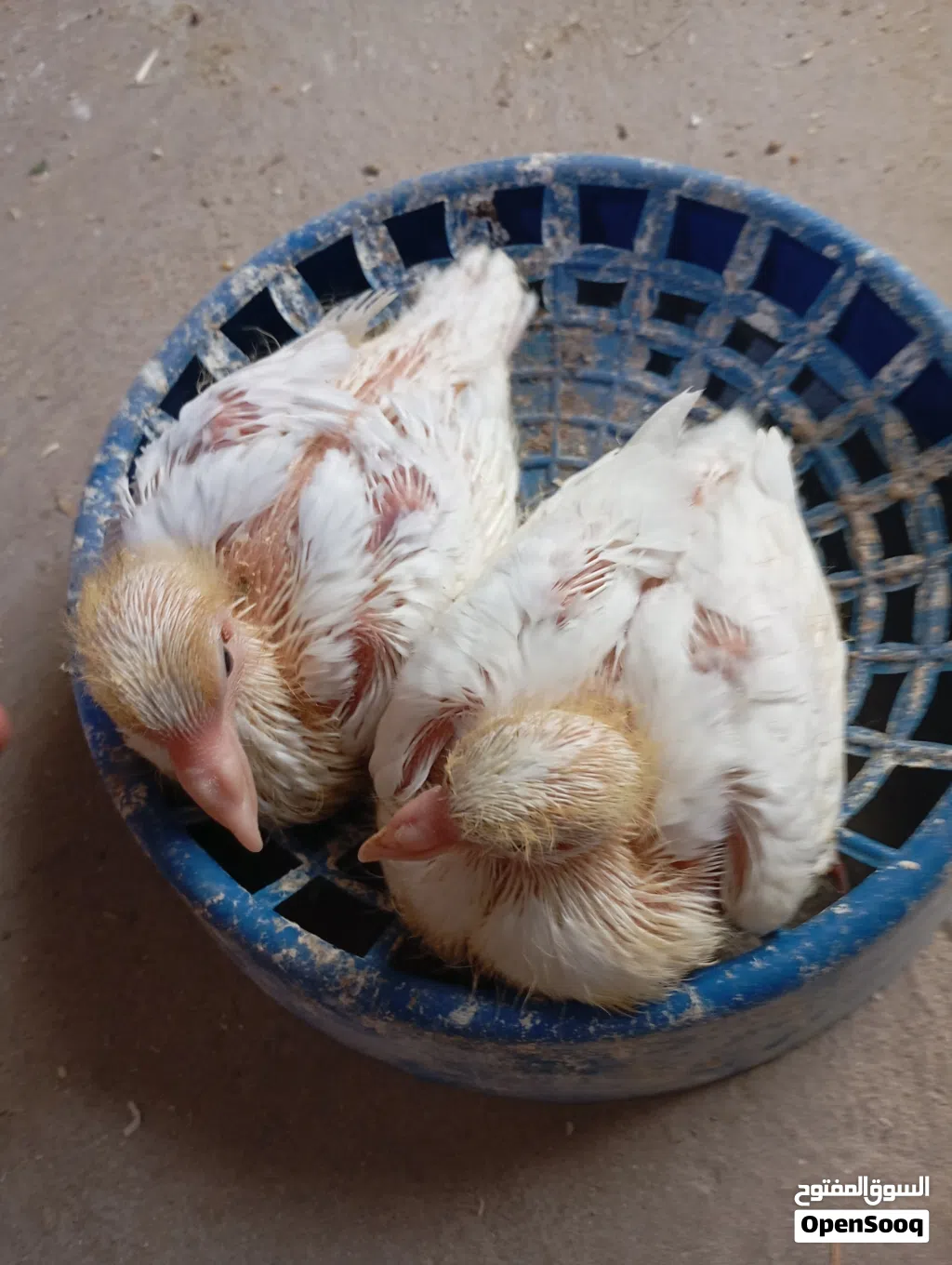 افراخ حمام زاجل ابيض متعودات على الزق