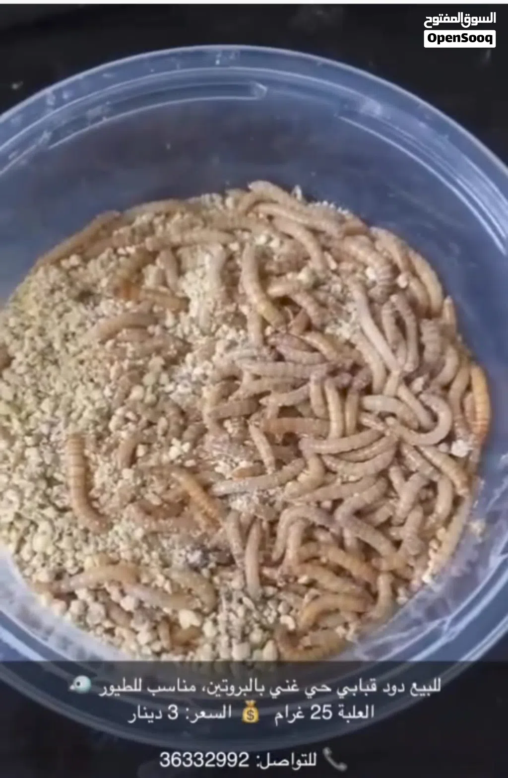 للبيع دود قبابي حي غني بل بروتين للطيور العلبه 25 غرام