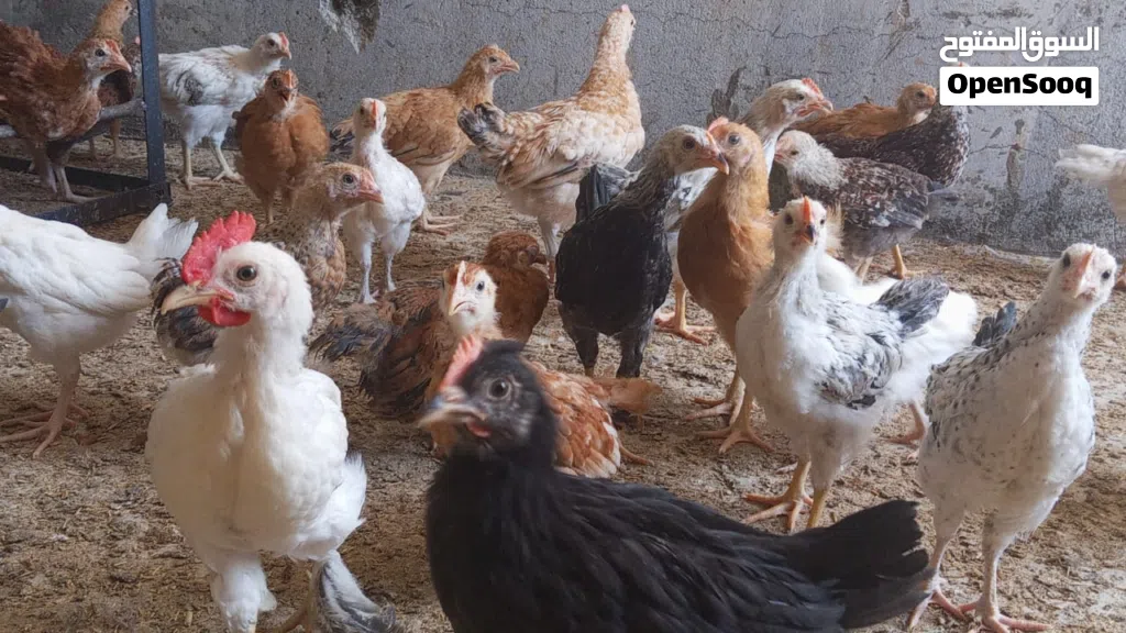 دجاج هجين فرنسي عماني 12 حبه ع عشره ريال فقط