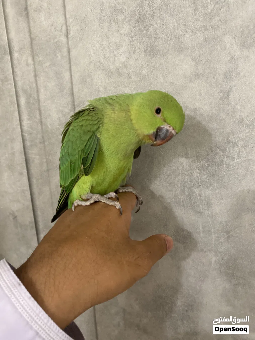 بغبغاء دره الهند للبيع
