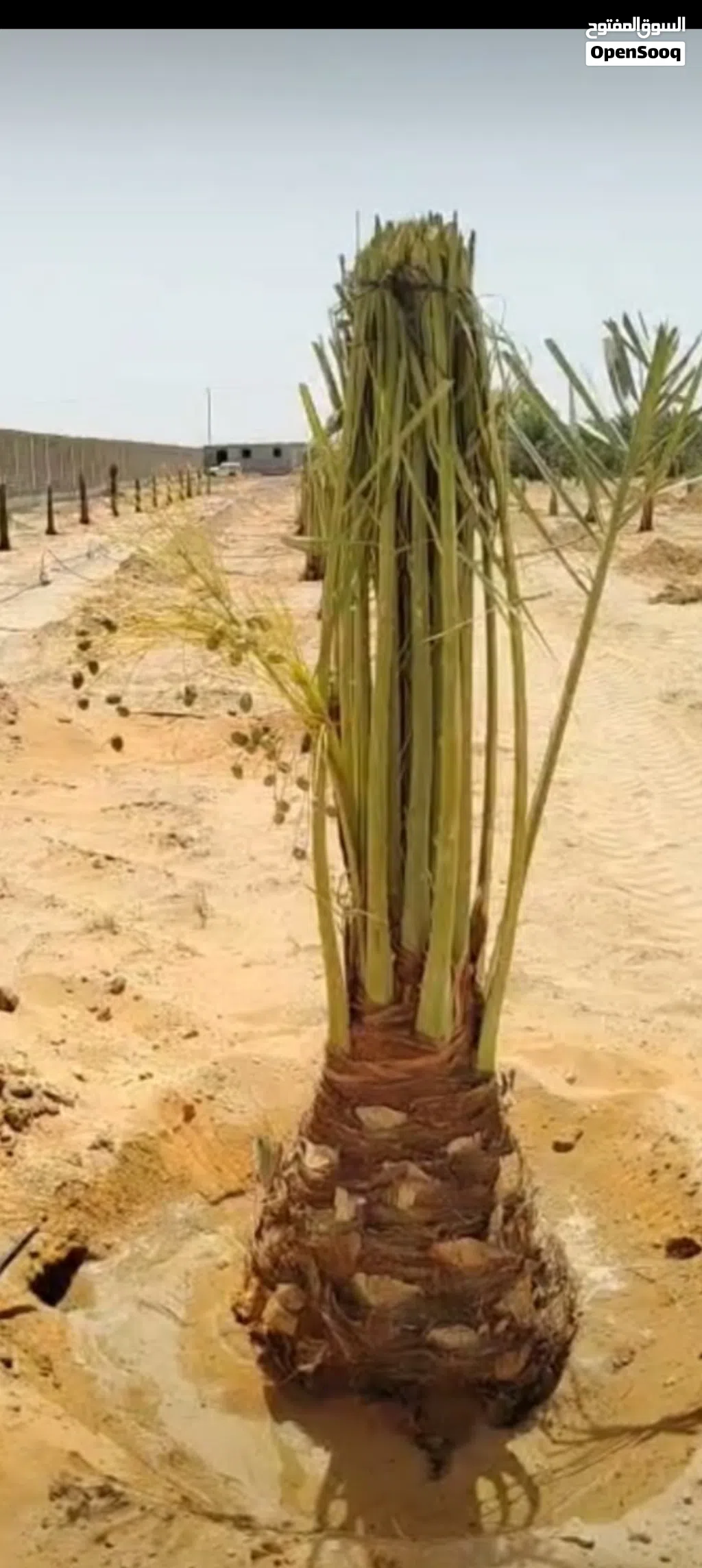 نخيل من النواع الجيده والمثمره للبيع توصيل شامل جميع المناطق