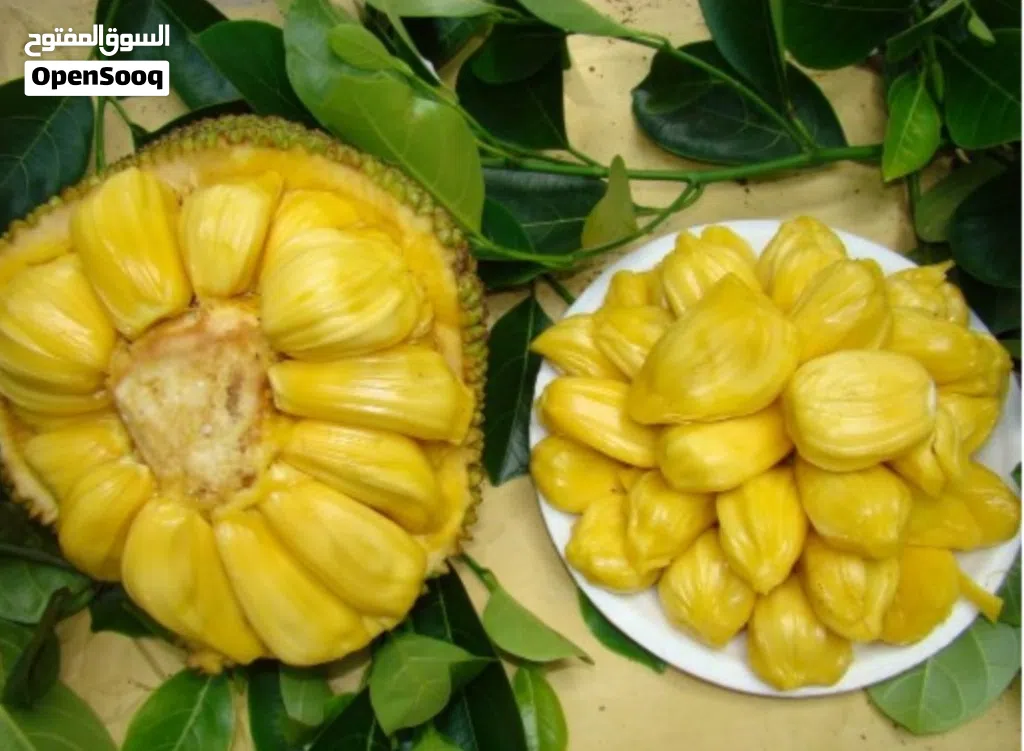 جاك فروت (Jackfruit) طازج من المزرعة متوفر الآن بالحجز والتوصيل ريالين للبيت عن طريق الرقم او الخاص