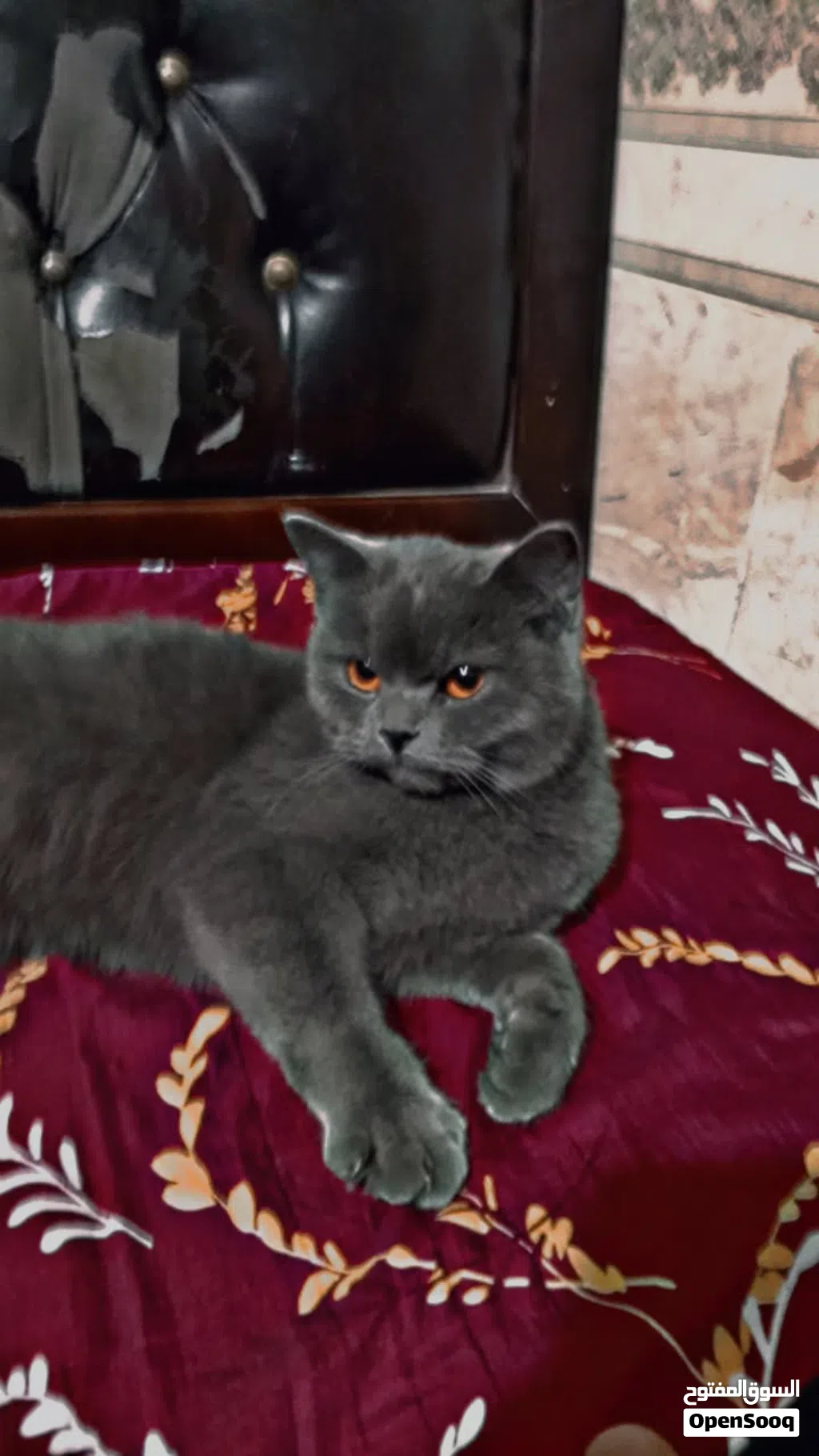 قطة سكوتش للبيع