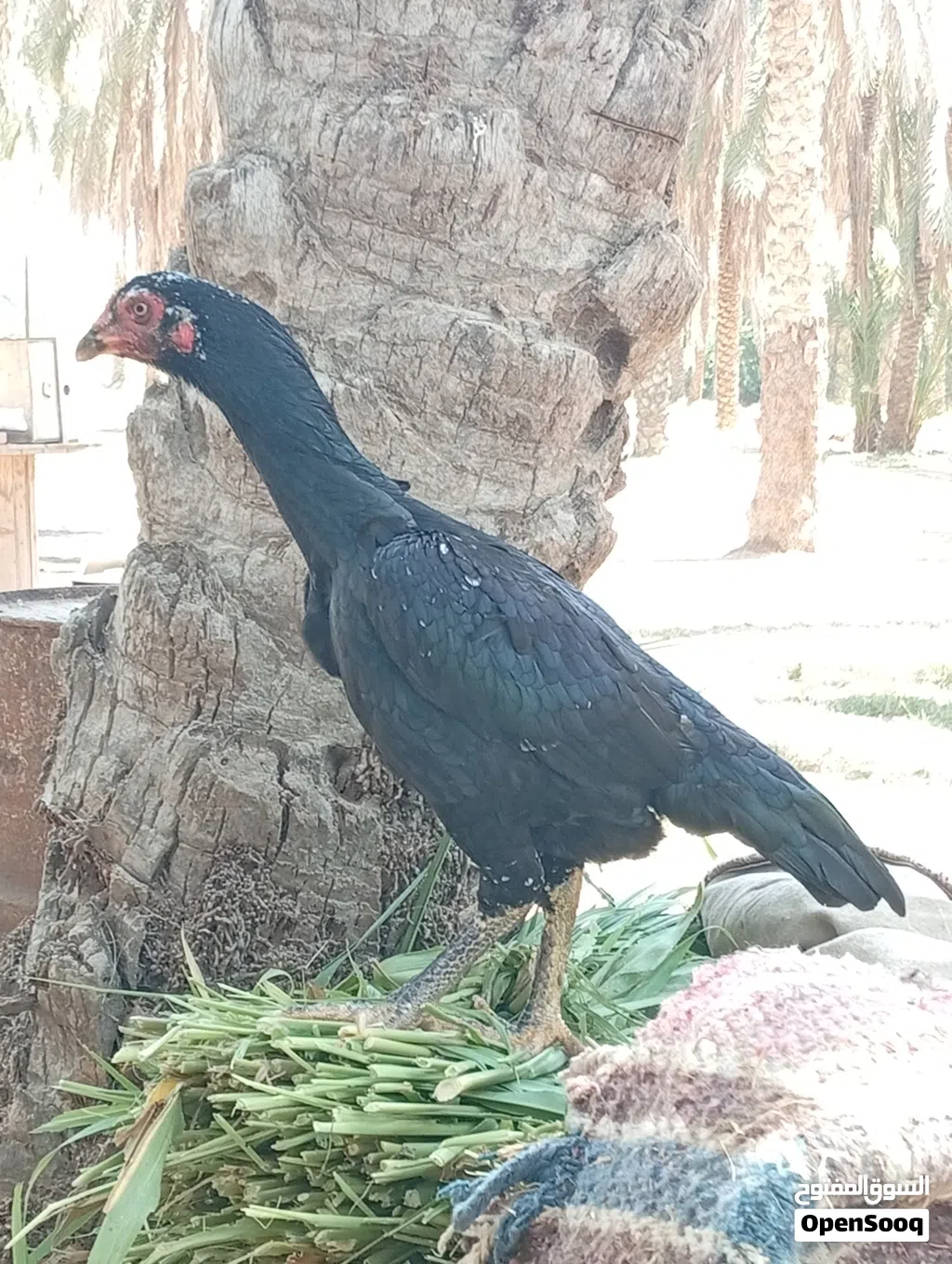 دجاجه مع اولادها بنجابي اصل