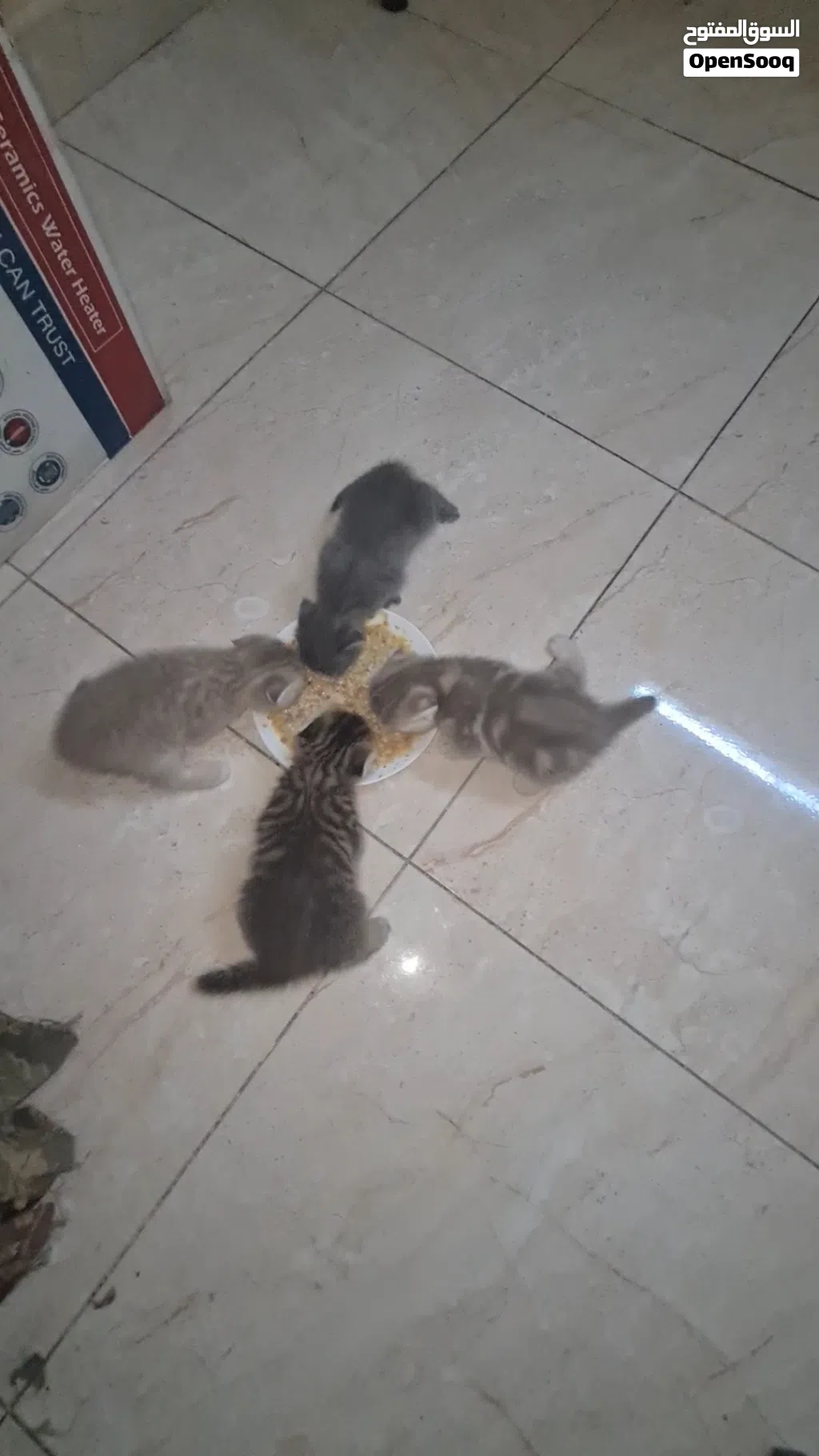 قطط سكوتش دبل فولد kittens scottish double fold