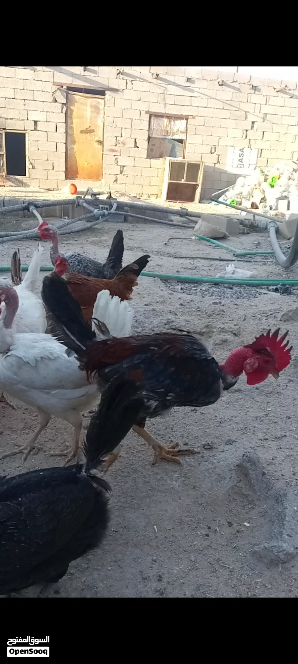 دجاج. عرب أصلي وبركيبه بياض صحه خير من لله