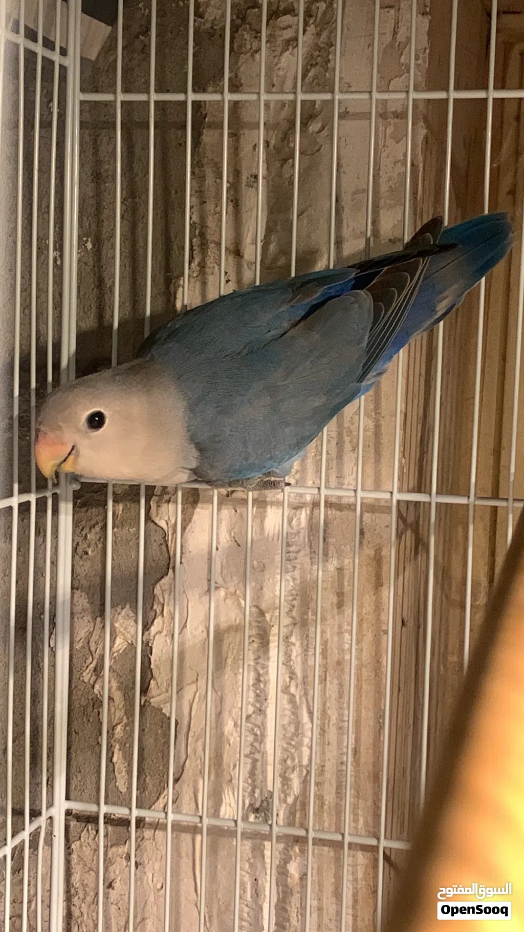 Male love bird opline