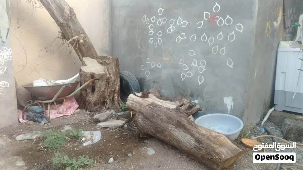 خشب شجر كويتي