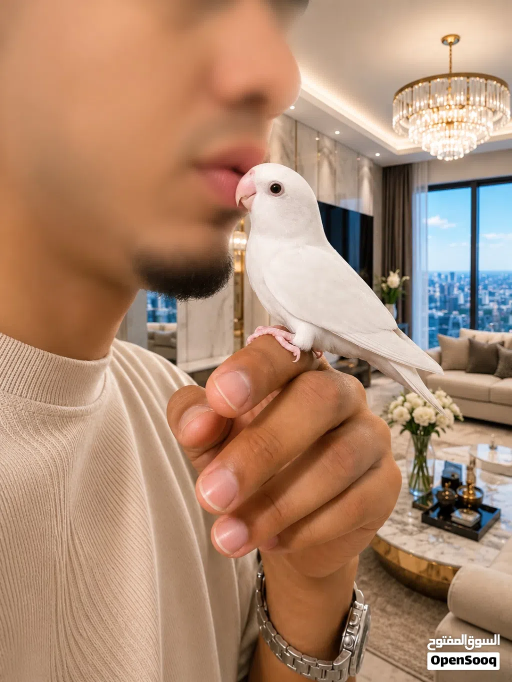 فرصة لهواة النوادر روز ألبينو أبيض ثلجي أليف ومروض