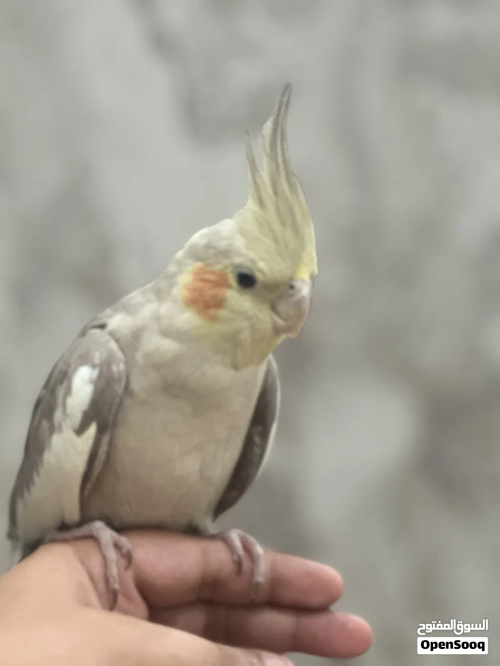 كوكتيل اليف شوف الوصف احسن