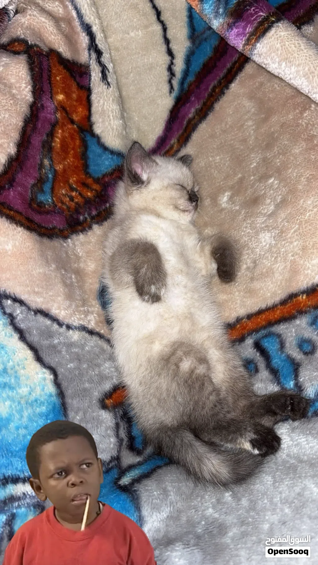 قطوه برتش شورت هير للبيع