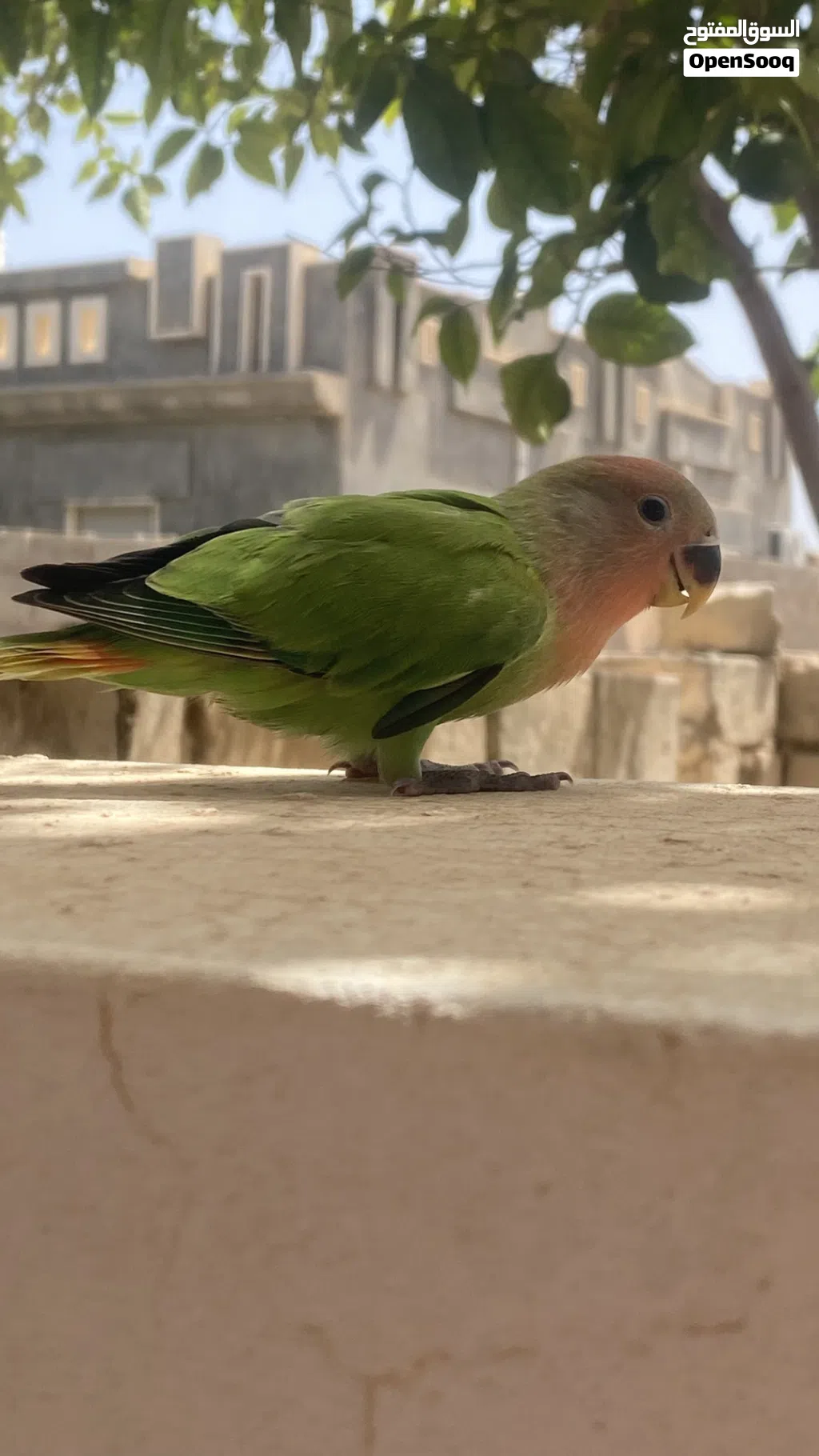 عصفور بركاديلو للبيع