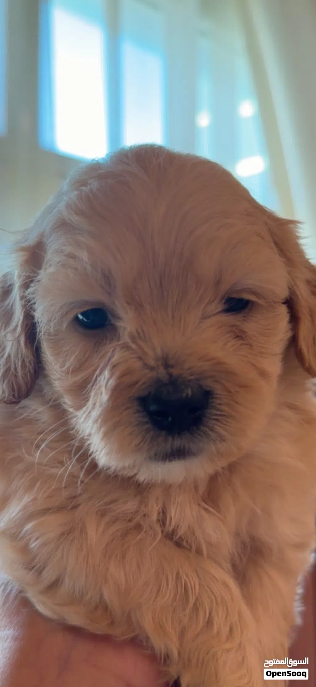 Shih-poo شيه-بو