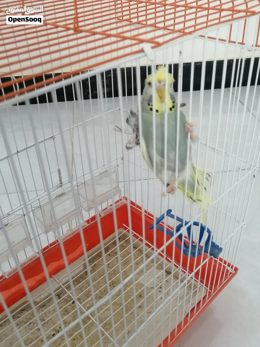 طيور حب نثية هاجرمو شكري برصاصي