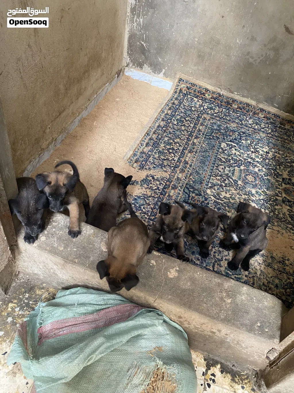 جراو مالينوااا