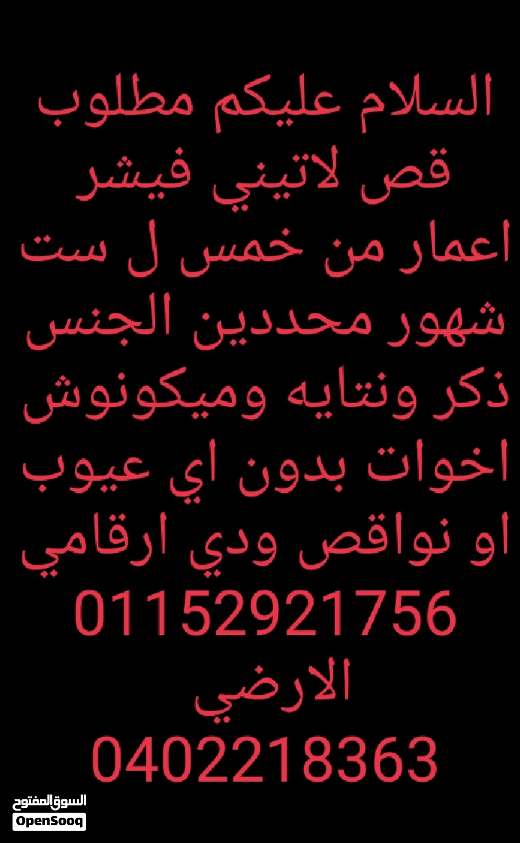 عصافير روز وفيشر و ردرام