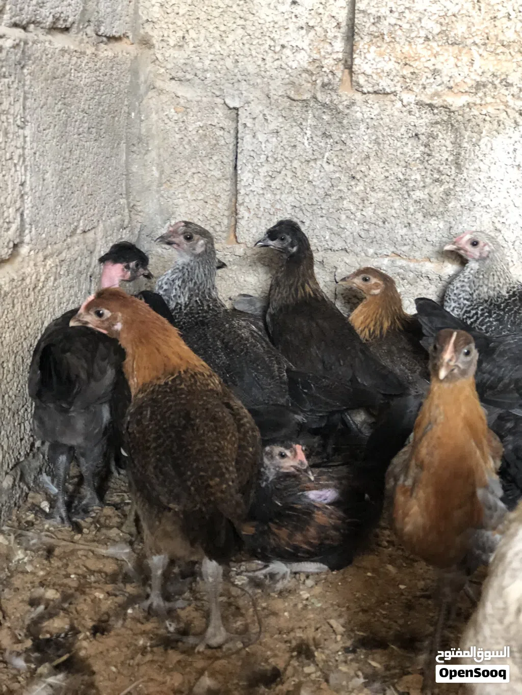 دجاج عربي ربي يبارك عمر تلات شهور ونص
