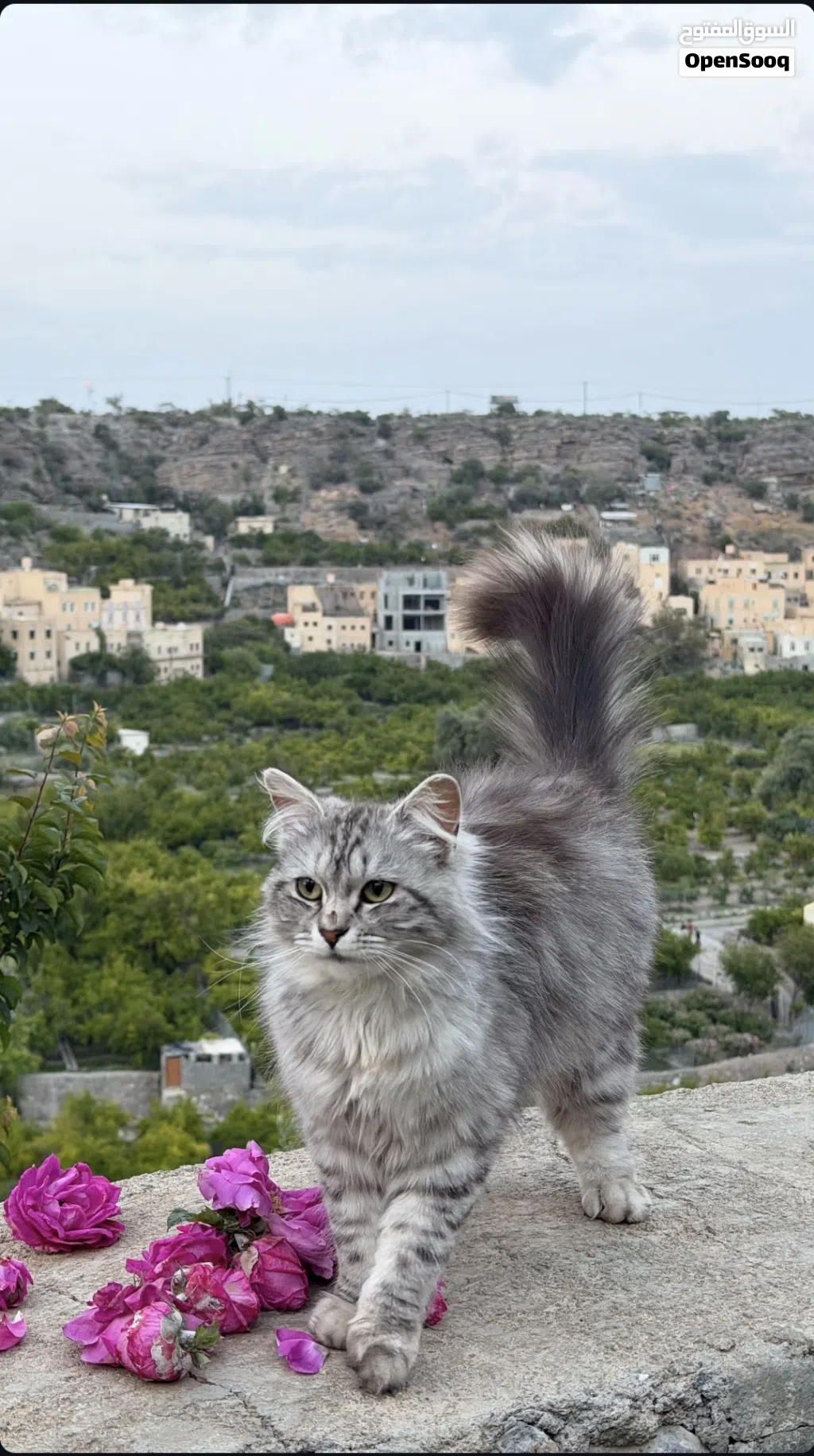 قط شيرازي للبيع