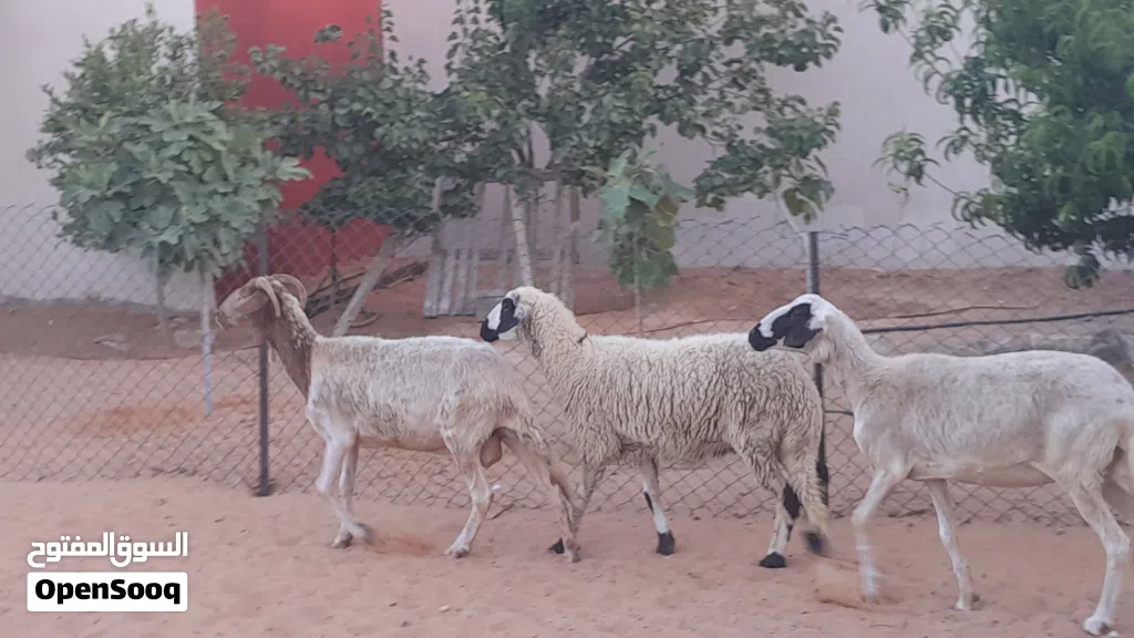 3نعاج وطنيات الله يبارك عشار بادن الله سنهم زوز رباع خوات توميات والحمراء جامعه سليمات من اي عيب ..