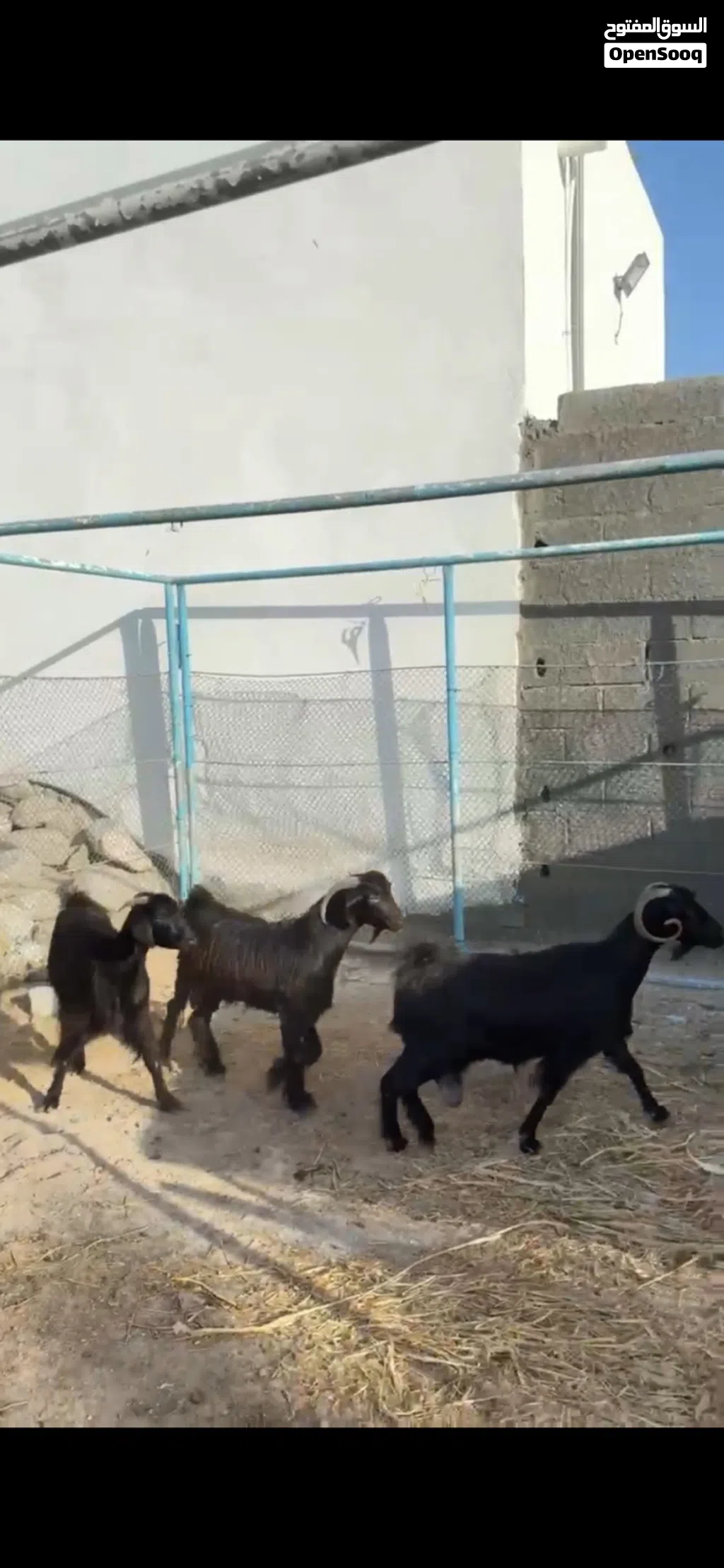 للبيع غنم هنتين وجدي سودات طقم الله يبارك عليهن وعشار فول سمنه الي يبغاء يربي شي نظيف شوف الوصفففف.