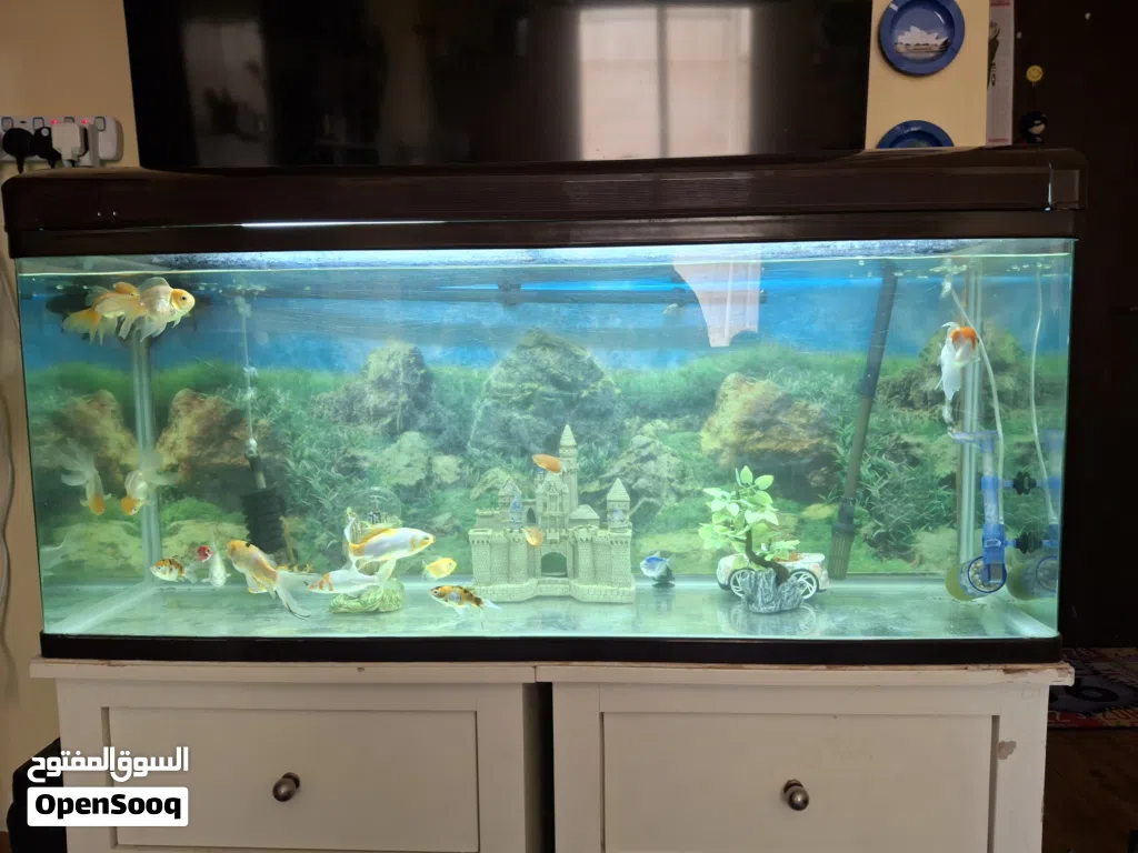 all fishes for sale 20 kd