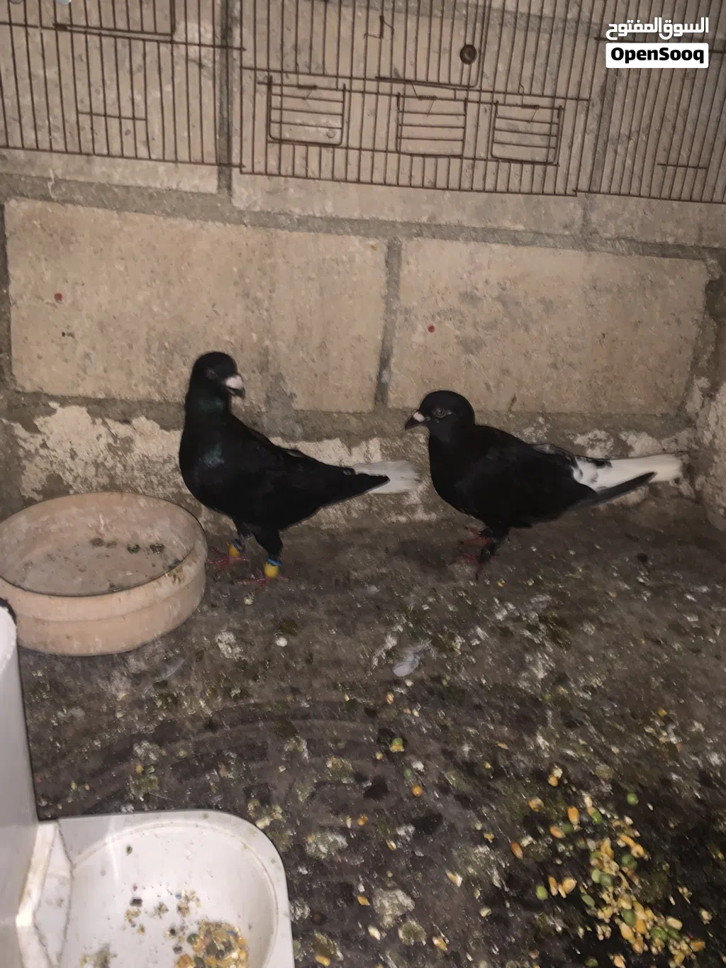 جوز عبسي + جوز زواجل معهم فرك