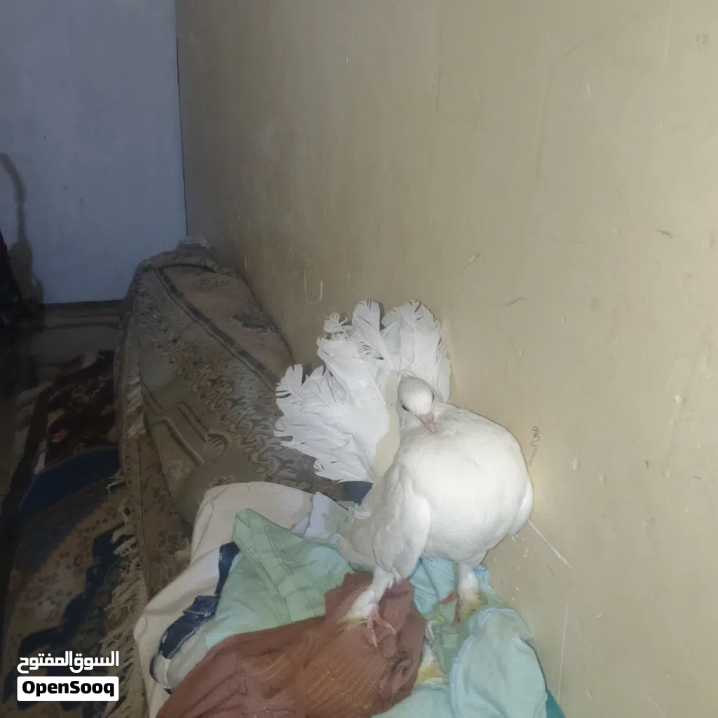 حمام للبيع الزوج 20 وبي مجال