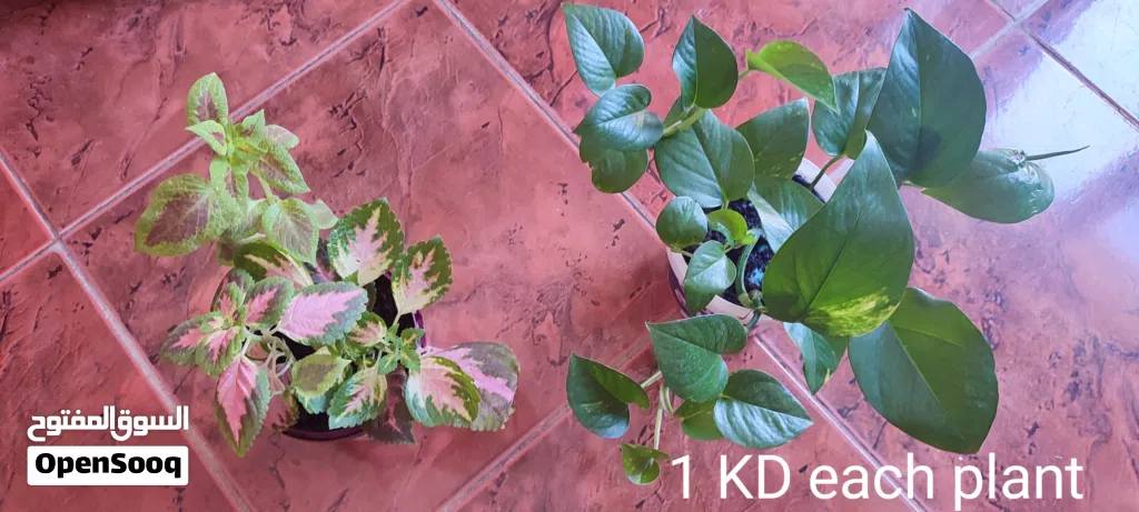 Indoor plants