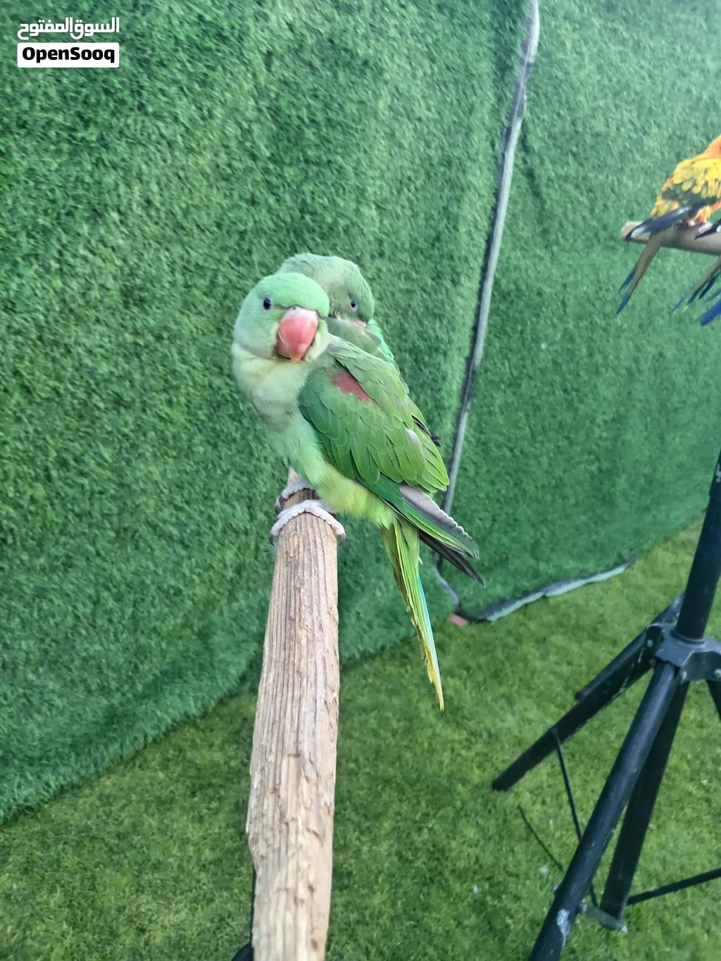 مطلوب ببغاء اي نوع للتبني