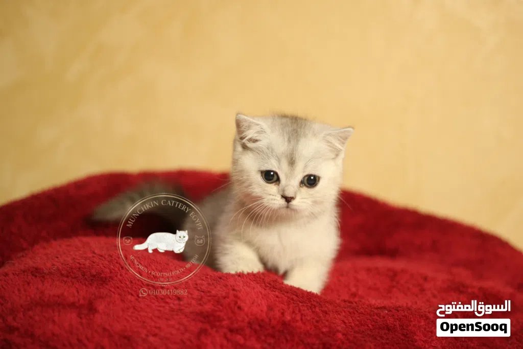 British shorthair/scottish fold بريتيش شورت هير/ سكوتش فولد