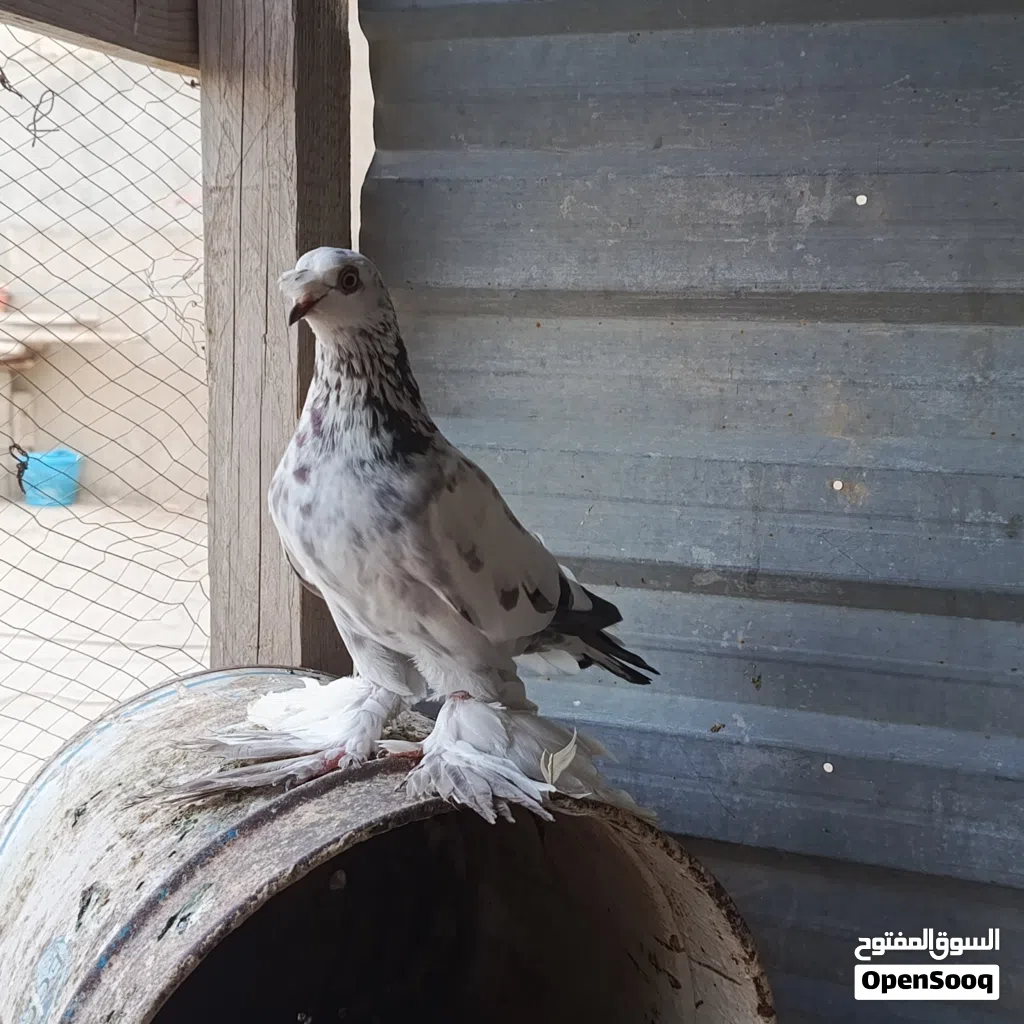 حمام للبيع
