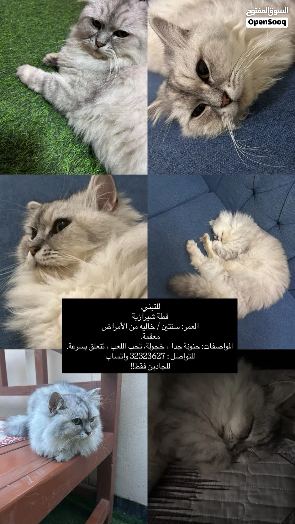 قطة شيرازية للتبني