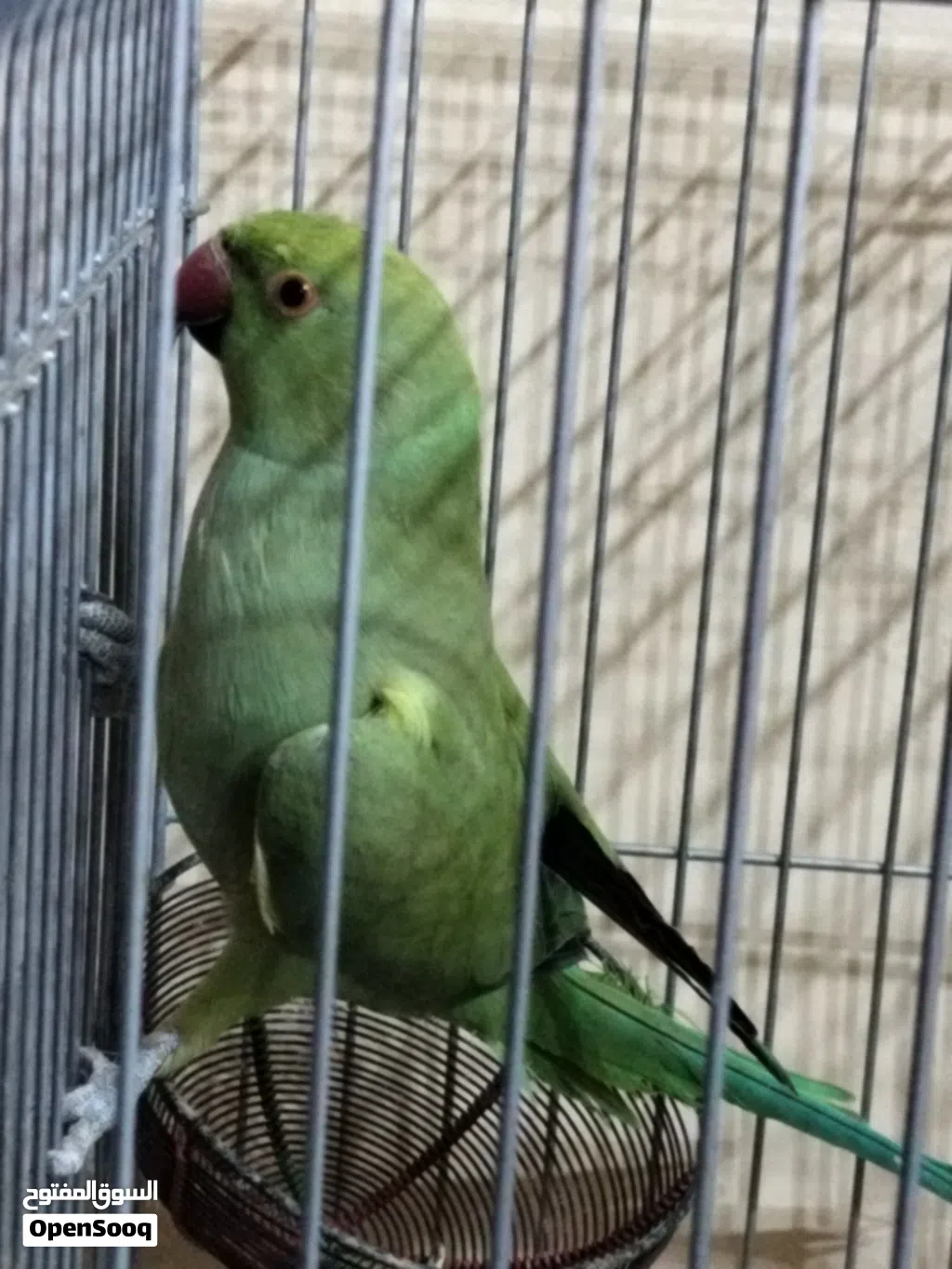 ببغاء الجنسية بنت مع القفص