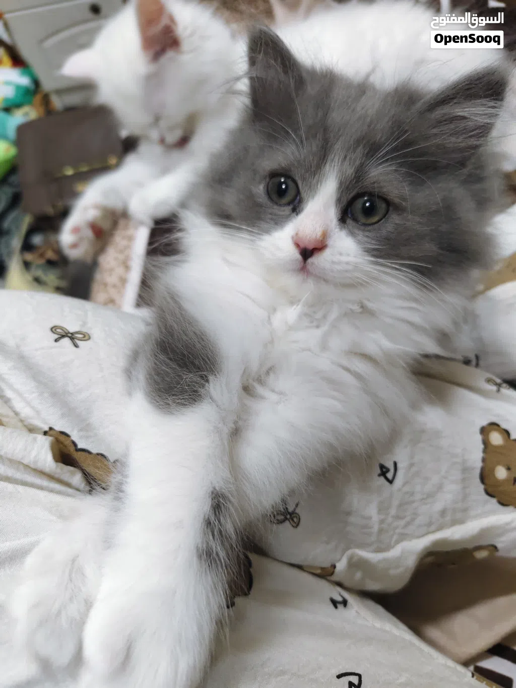 cat for adoption pair 1200aed only female and male kitten 8weeks kittens