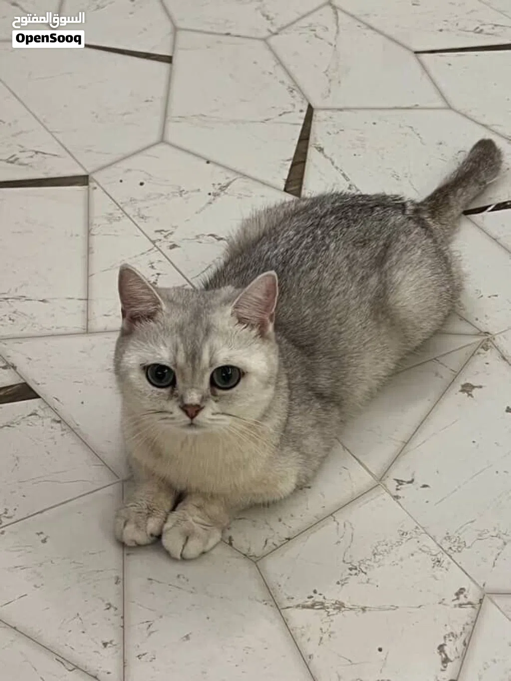 أنثى سكوتش ستريت سلفر