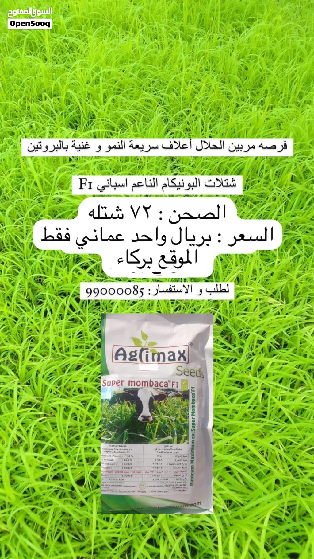 شتلات البونيكام الناعم الاسباني F1