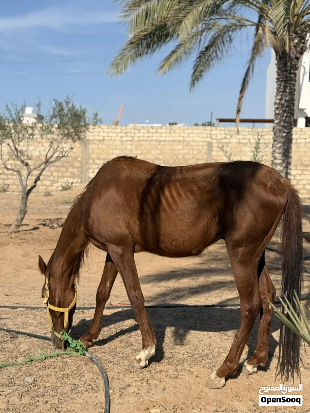 حصان للبيع انقليزي ربي يبارك بوه بغداد وأمه معتزه دمه 87 عمره 3سنين ونص طايب سرج وسيله كتيبه رايح
