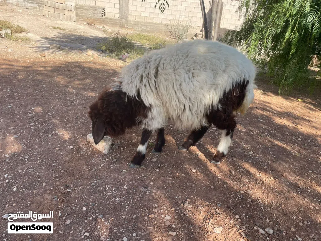 عبوره عمر سيع شهور ونص